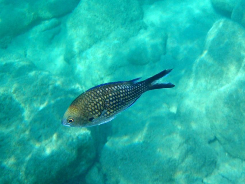Kos: Kefalos Bay Boat Cruise with Fishing, Swimming, & Meal - Fishing in the Traditional Greek Way (and Yes, You Can Participate)