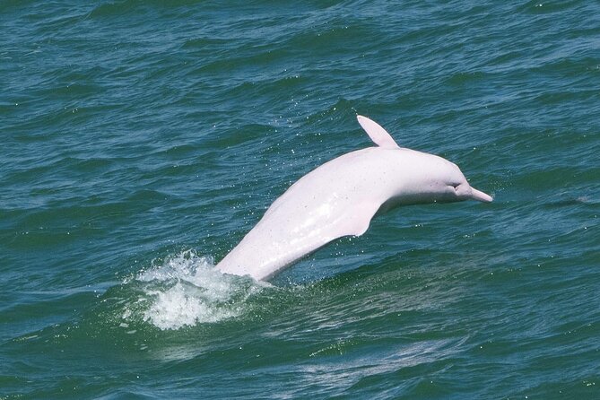 Lantau Group Tour: Dolphin Watching, Fishing Village & Cable Car - Key things that make this tour worth your time