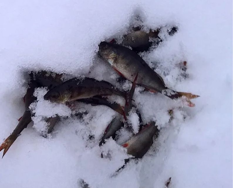 Lapland: Ice Fishing, Floating & BBQ Snow Adventure - Who should book this Lapland ice adventure