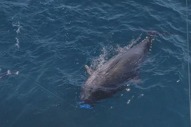 Macaronesia Charter Fishing in Lanzarote (Canary Islands) - Value on the Water: Equipment, Food, and a Crew That Works