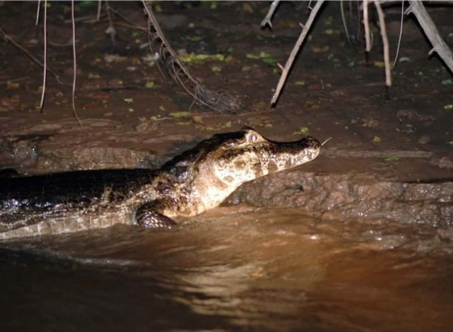 Manaus: Piranha Fishing and Alligator Watch Evening Tour - From Manaus river terminal to Iranduba: cruising with real Amazon rhythm