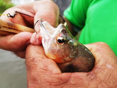 Manaus: Piranha Fishing and Alligator Watch Evening Tour - Bamboo piranha fishing on the Solimões: the “how” is the point