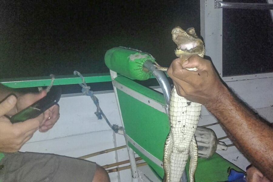 Manaus: Piranha Fishing and Alligator Watch Evening Tour - English guide expectations: small-group attention helps, but language can vary
