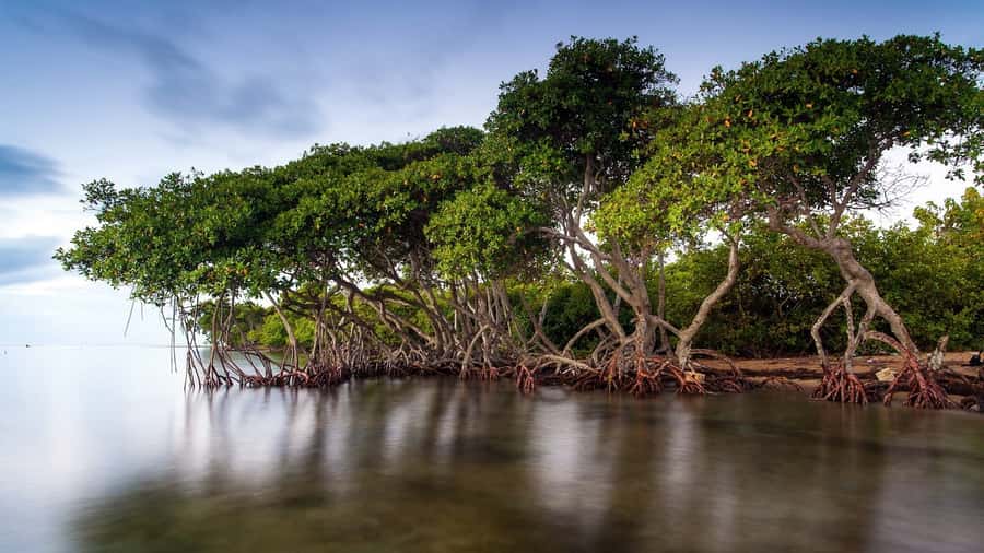 Mangroves, cultural fishing, black heritage town and lunch - Lunch by the beach: coconut seafood that actually makes sense here