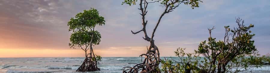 Mangroves, cultural fishing, black heritage town and lunch - Timing and pacing: the “3 hours” reality check