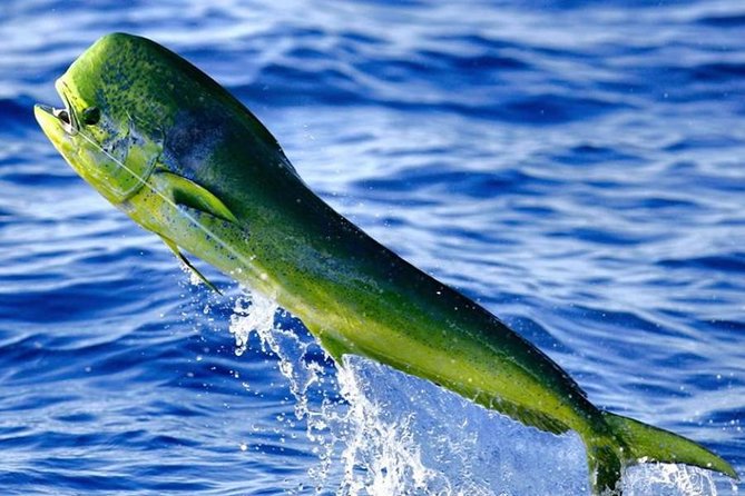 Miami Deep Sea Fishing Charters - 4 Hours, 6 Hours, or 8 Hours: Picking the Right Pace for Your Day