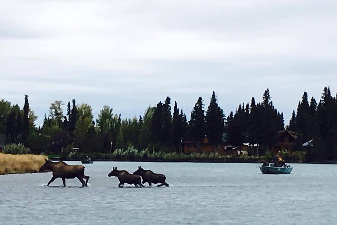 Middle Kenai River Full-Day Fishing Trip - What you’ll do with the guide: coaching that helps you land fish