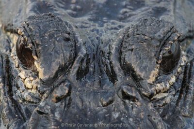 Mosquito Lagoon Sight Fishing Charters Near Orlando Florida - Tarpon, Snook, Bull Reds: What You’re Actually Targeting