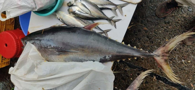 Mumbai Coastal Cooking: From Fishing Net to Flavourful Plate - Price and Value: Is $21 for 3 Hours a Good Deal?