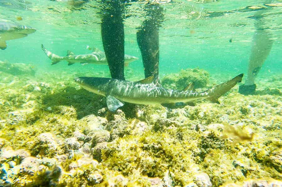 Murdeira: Sal Island Nature Reserve and Fishing Village Tour - Pickup points and transport: start with the right base