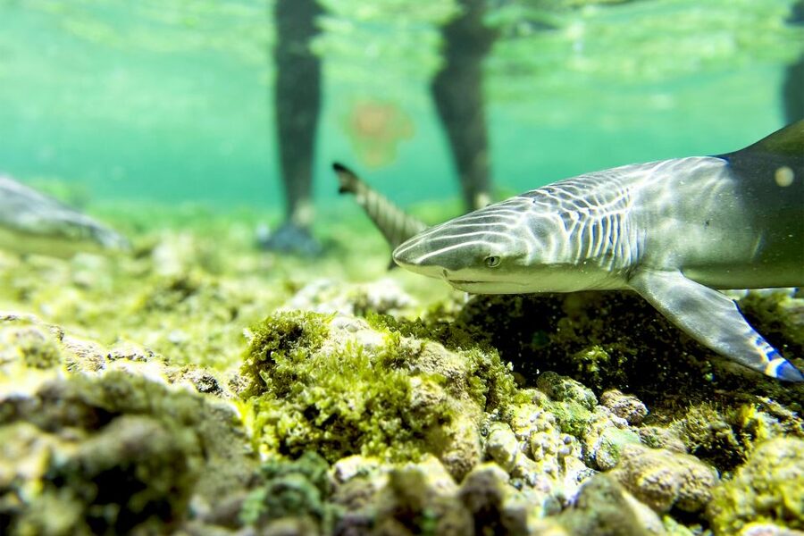 Murdeira: Sal Island Nature Reserve and Fishing Village Tour - Shark Bay and lemon sharks: the wildlife stop that people remember