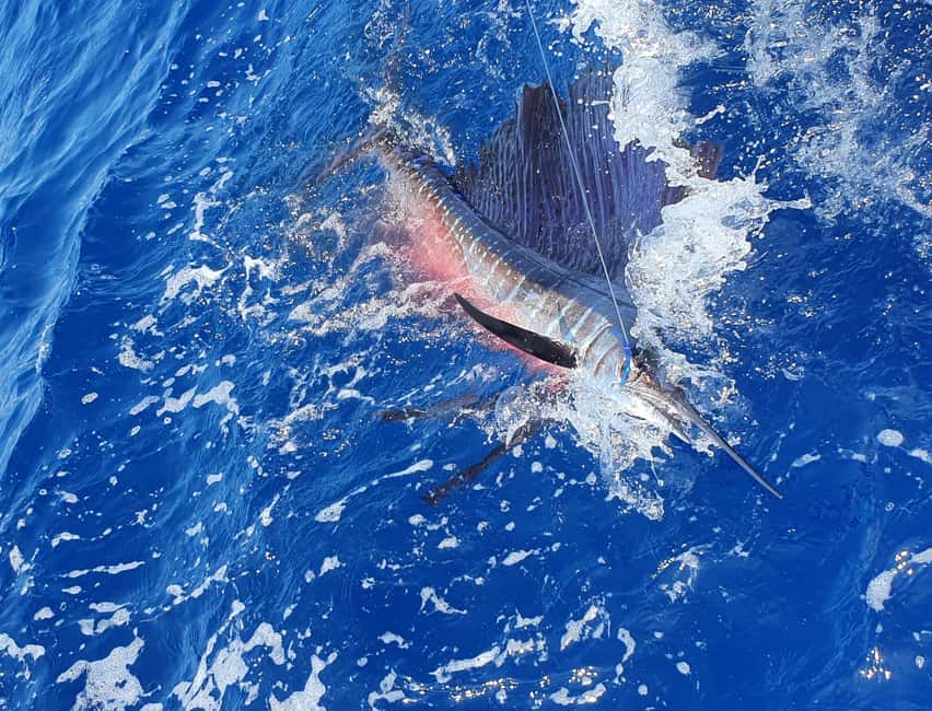 Nassau: Sport-fishing private charter . - Key points before you book