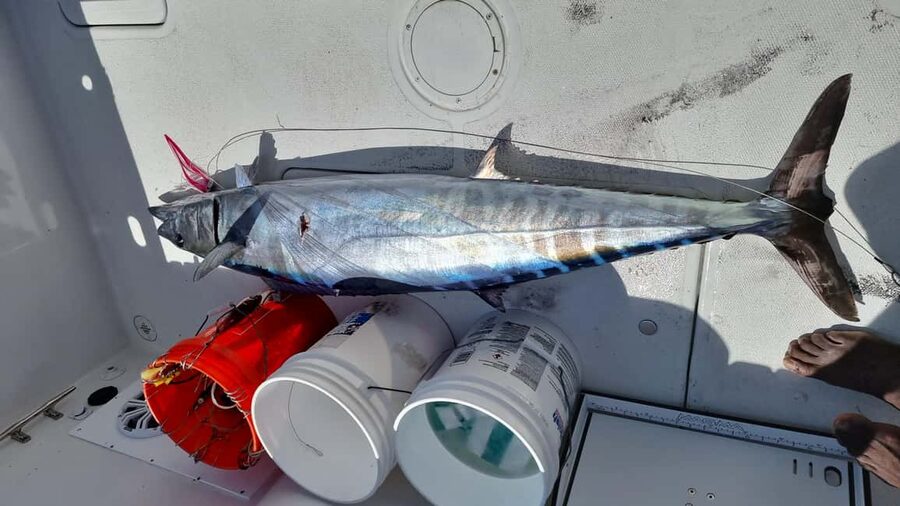 Nassau: Sport-fishing private charter . - Where you meet: Paradise Island Ferry Terminal by Margaritaville
