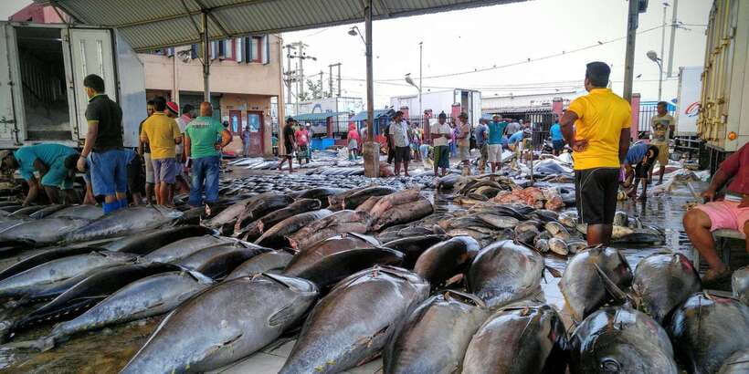 Negombo: Fishing Village Highlights Private Tour by Tuk Tuk - Key things to know before you go