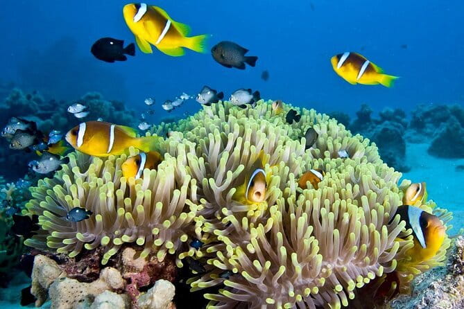 Nha Trang Bay Day Tour: Snorkeling, Fishing, BBQ Lunch & Relaxing - Key highlights at a glance