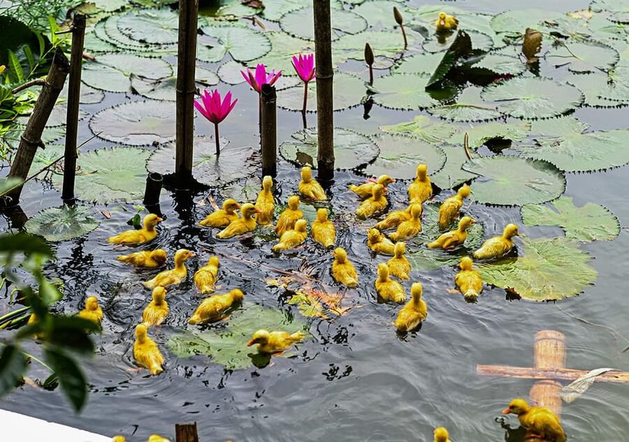 Ninh Binh: Rice planting and fishing by basket tour - Waterfall bathing and Buffalo Cave: a reset before you head back