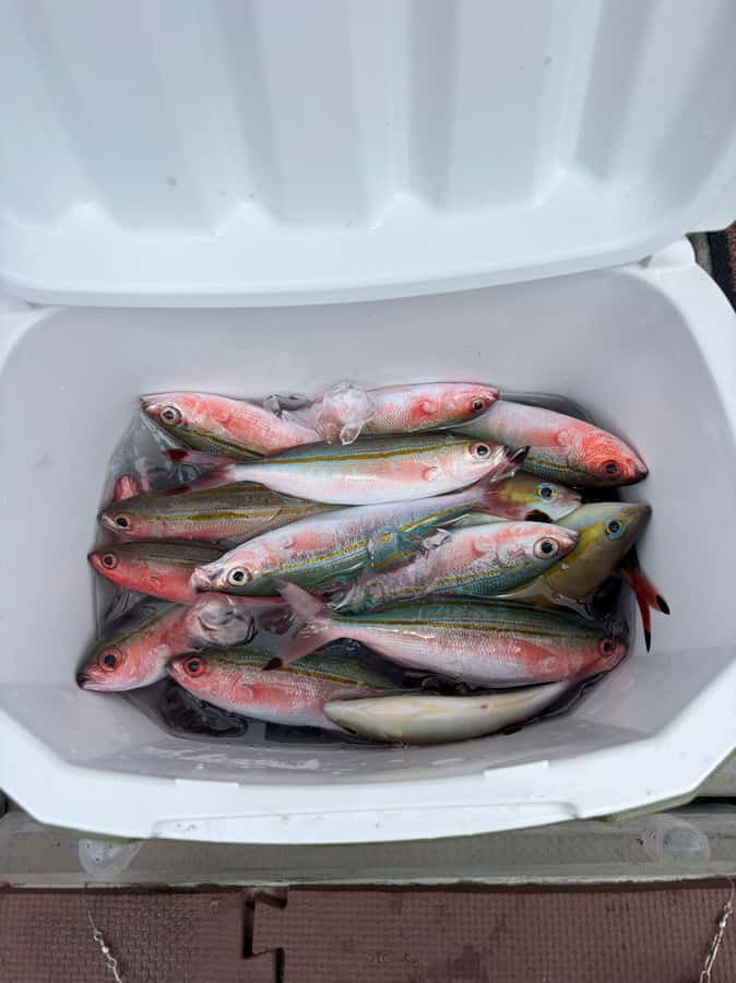 Okinawa: Half-Day Fishing Tour with Local Fisherman - Gurukun Catch: What You’re Really After (and Why It’s Fun)