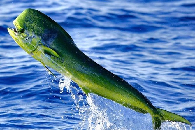 Orlando Deep Sea Fishing Charter - Where the “show” happens: port sights before and after offshore time