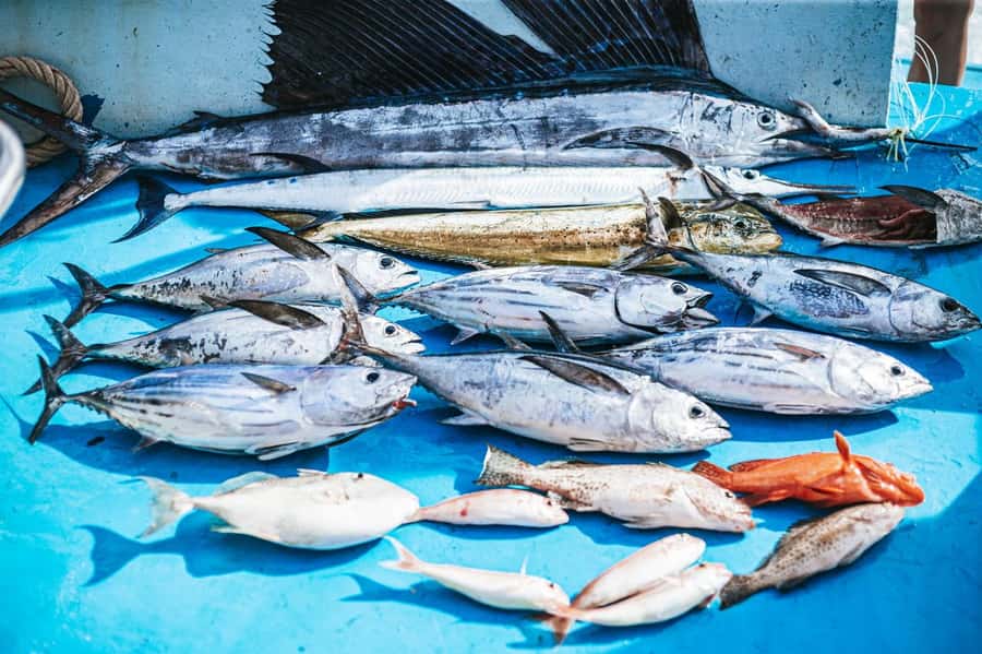 Phuket: Game Fishing and Trolling Boat Trip with Lunch - Should You Book This Phuket Game Fishing and Trolling Trip?