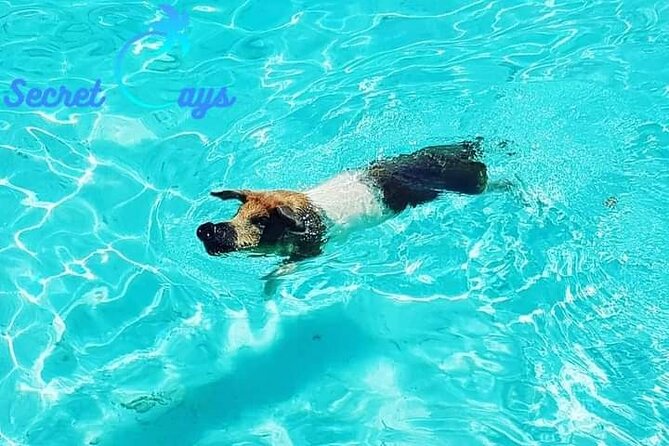 Private Charter for snorkeling, swimming pigs, turtles & fishing.... - Price and value: $850 per group up to 8