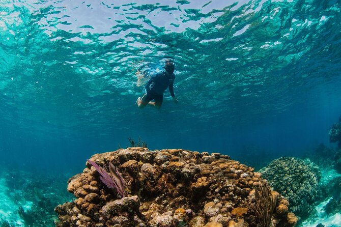 Private Charter Reef fishing, Stingray City, Snorkel, Mangroves - Stingray City: 45 minutes that actually feels personal
