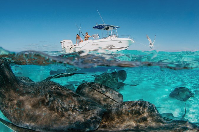 Private Charter Reef fishing, Stingray City, Snorkel, Mangroves - Starfish Point: quick sand time, calm water, and hands-on nature