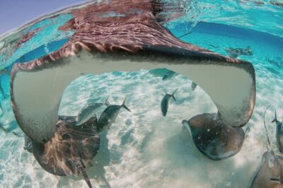 Private Charter Reef fishing, Stingray City, Snorkel, Mangroves - Reef fishing in Grand Cayman: gear, focus, and your best chance to catch