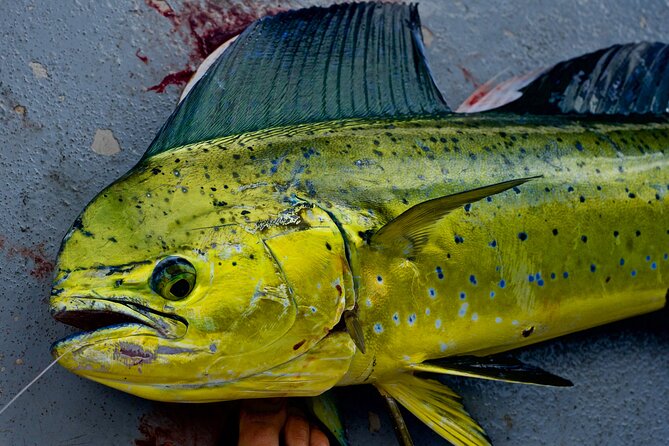 Private Deep Water Fishing in Kauai - What You’re Really Fishing For: Tuna, Ono, Sailfish, Spearfish, and Marlin