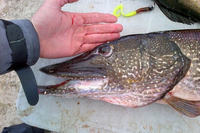 Private Fishing Adventure on the St. Lawrence River - Fishing license: the one thing you must handle yourself