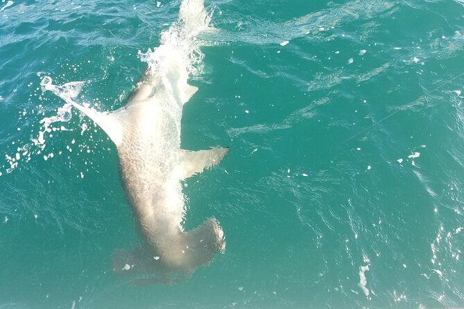 Private Fishing Charter Florida Keys - Price and Value: Why $800 for Up to Six Can Make Sense
