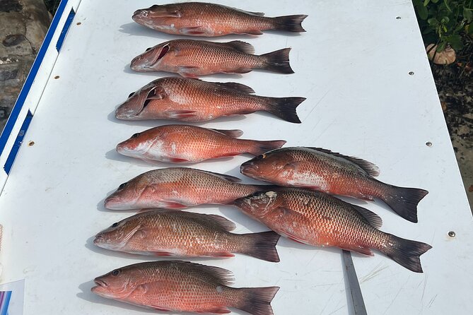 Private Fishing Charter in Tampa - Food Plan: What’s Included vs What You Must Bring
