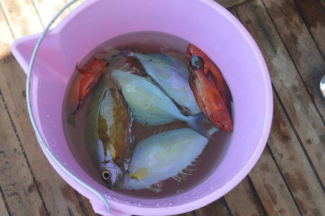 Private Fishing Full Day Boat with Equipment and Lunch - Hurghada - Lunch on board: why food matters when you’re out for 8 hours