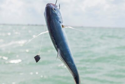 Private Fishing Tour from Isla Holbox (up to 6 pax) - From Dock to First Fishing Spot: Expect Some Transit Time
