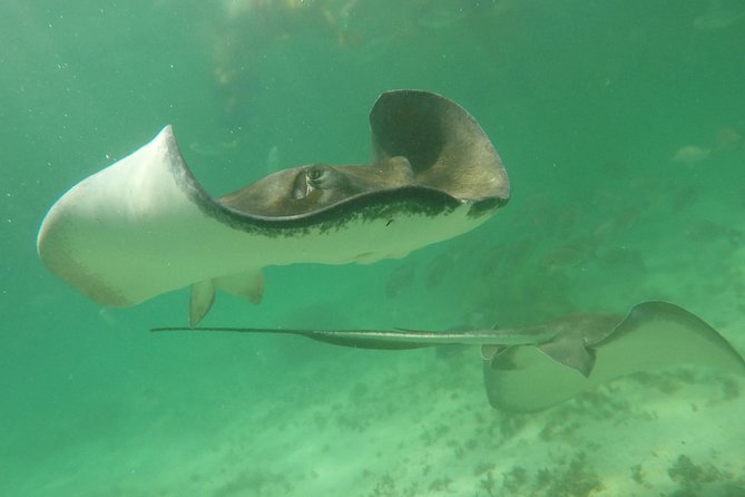 Private Fishing Tour in Yacht Playa del Carmen - Snorkeling Gear Included: How to Get Value From It