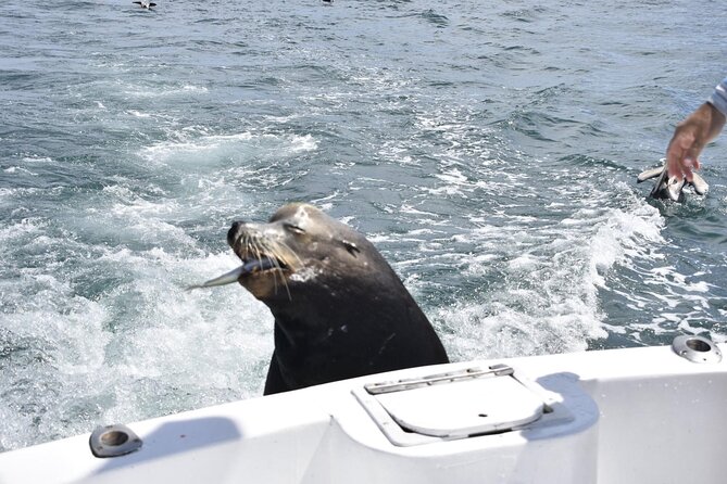 Private Half-day Deep Sea Fishing Charter in Cabo San Lucas - What the 5-hour day feels like (and why timing matters)