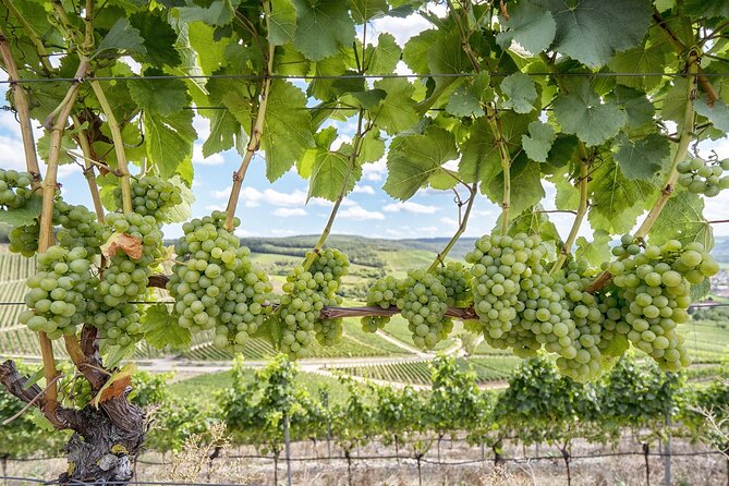 Private Half Day Txakoli Wine Tour & Getaria Fishing Village - Zarautz Viewpoint: A Fast Way to Get Your Bearings