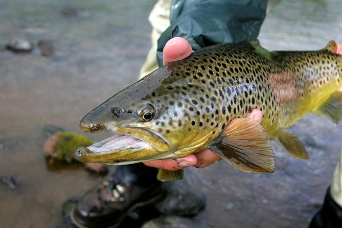 Private Lake and River Fishing Tour from Reykjavik - From Reykjavik to Þingvellir National Park: Warming Up Before Fishing