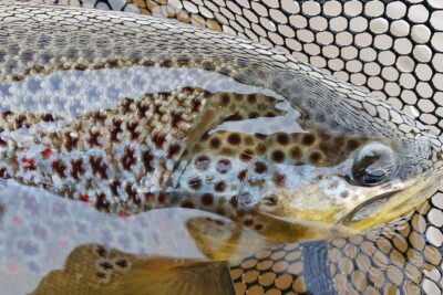 Private Lake and River Fishing Tour from Reykjavik - Golden Circle River Fishing for Arctic Char and Brown Trout