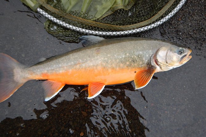Private Lake and River Fishing Tour from Reykjavik - Gear, Permits, and Private Transport: Value Beyond the Catch