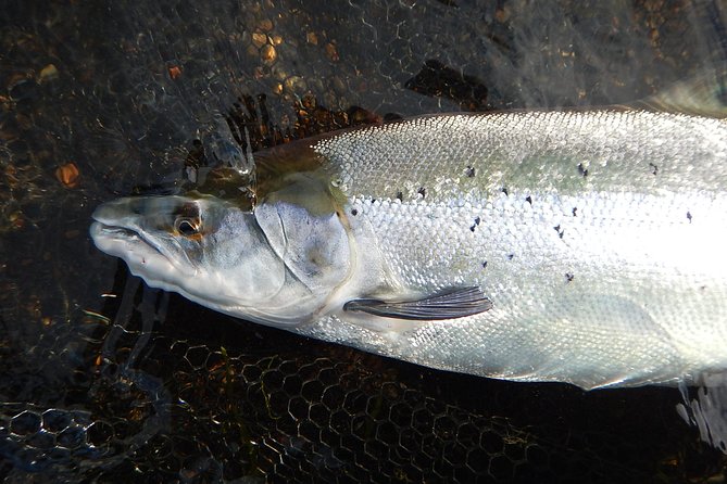 Private Lake and River Fishing Tour from Reykjavik - Private Means Personal: Why Only Your Group Matters