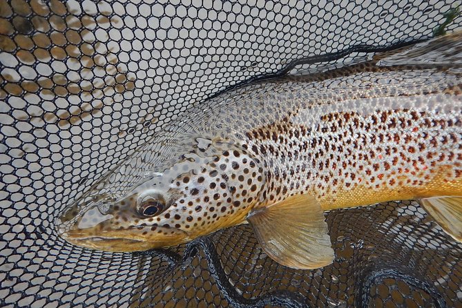 Private Lake and River Fishing Tour from Reykjavik - Price and Logistics: Is $768.94 per Person Worth It?
