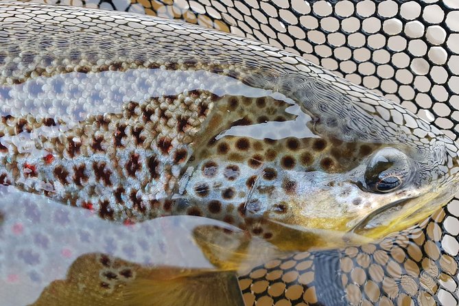 Private Lake and River Fishing Tour from Reykjavik - Golden Circle River Fishing for Arctic Char and Brown Trout