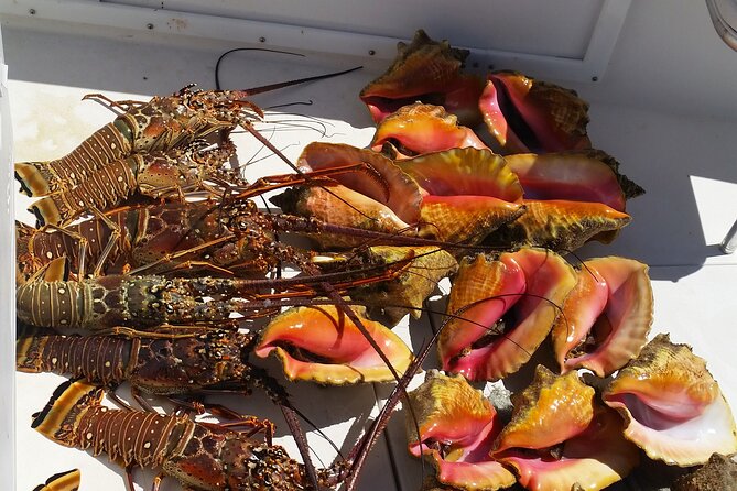 Private Snorkeling And Fishing Activity - Snorkeling on Coral Reefs: Gear Included, Wildlife Included