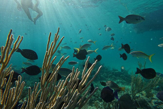 Private Snorkeling or Fishing Charter in Nassau - 38ft Free Time - Snorkeling on your terms: gear is included, and the captain sets the pace