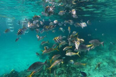 Private Speed Boat for Snorkeling or Fishing in Nassau - 34ft - Captain Willy, First Mate Calvin, and a crew that keeps it fun