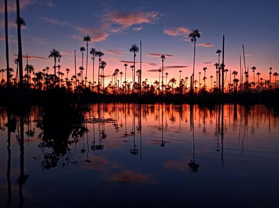 Puerto Maldonado: Lake Yacumama sunset and piranha fishing - Wildlife time: parrots and macaws in the evening light