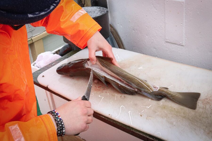 Reykjavik: 3-Hour Sea Angling Gourmet Experience Tour - Sea Angling in Faxaflói: The Iceland Taste Test