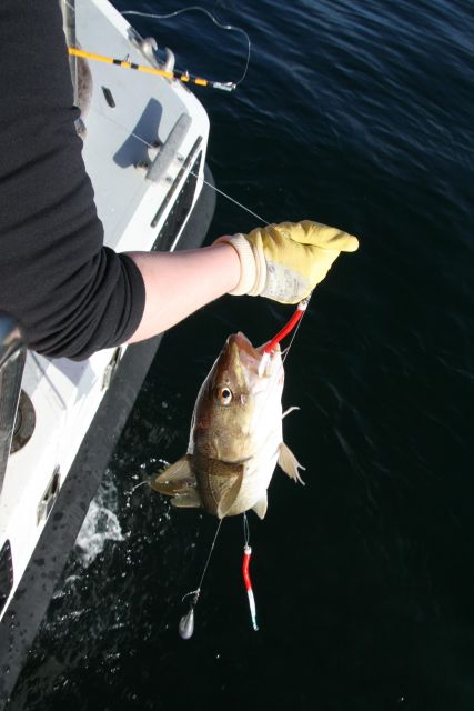 Reykjavik: 3-Hour Sea Angling Gourmet Experience Tour - Tips for Your Day on the Water