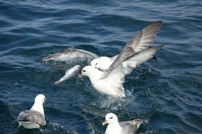 Reykjavik's Finest Catch: Guided Sea Angling Tour for All Levels - Small crew, big attention: the Jakob and Julian effect