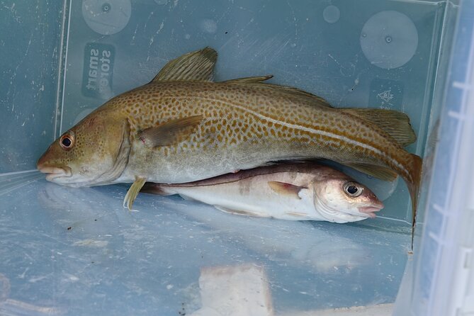 Reykjavik's Finest Catch: Guided Sea Angling Tour for All Levels - Price and value: what you’re really paying for at $181.02